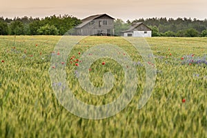 Mysterious abandoned lonely wooden house on a horizont behind green wheat field in summer