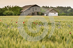 Mysterious abandoned lonely wooden house out of focus  on a horizont behind green wheat field in summer