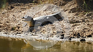 The mysterious alligator JacarÃ©-do-papo-amarelo