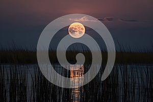 Mysterious allure of the moon shining amidst the darkness