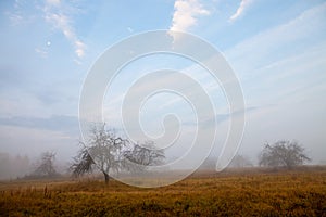 Mysterious apple orchard