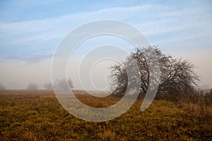 Mysterious apple orchard