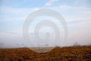 Mysterious apple orchard