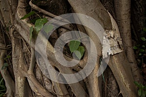 Mysterious Asian Tree Roots Detail Horizontal