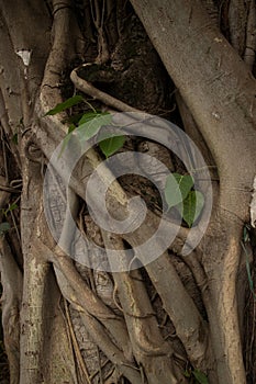 Mysterious Asian Tree Roots Detail with Leafy Plant