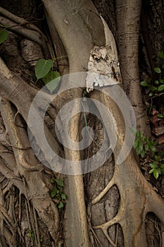 Mysterious Asian Tree Roots Detail Vertical