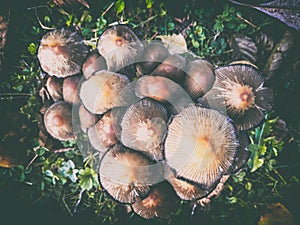 Mysterious atmosphere on a group of mushroom, seen from above