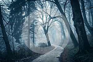 Mysterious pathway through dark foggy forest photo