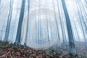 Tajemný podzim les tmavý atmosféra mlha český 