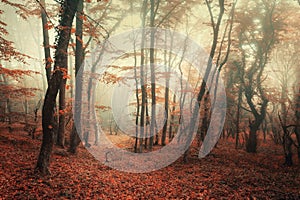 Mysterious autumn forest in fog with red and orange leaves