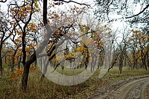 Mysterious autumn forest with yellow leaves and black tree trunks