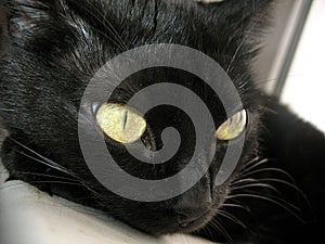 Mysterious black cat 2