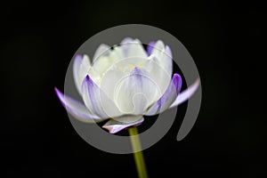 A mysterious bright white purple water lily in the pool