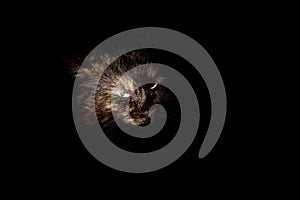 Mysterious cat on a black background
