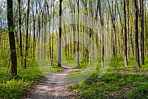 Mysterious city park route to sunny meadow, forest thickets dirt road, spring flowers, midday sunshine and shadow