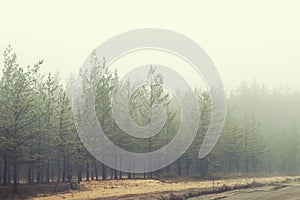 Mysterious coniferous forest near rural dirt road covered with heavy fog in early autumn morning. Pine trees with thick fog along