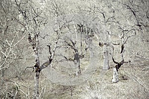 Mysterious and creepy forest