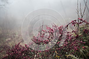 Mysterious dark autumn forest in fog with orange leaves, road, trees and branches