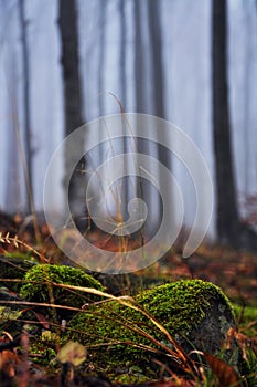 Mysterious dark autumn forest in green fog with moss trees and branches