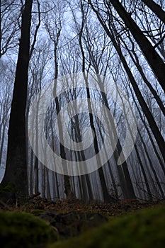 Mysterious dark autumn forest in green fog with moss trees and branches