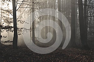 Mysterious dark autumn forest in green fog with road, trees and branches