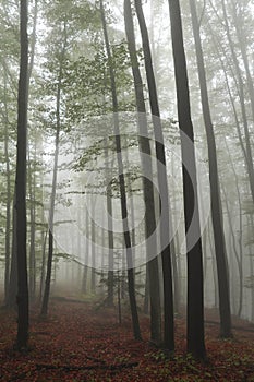 Mysterious dark autumn forest in green fog with road, trees and branches