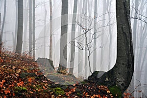 Mysterious dark autumn forest in green fog with road, trees and branches