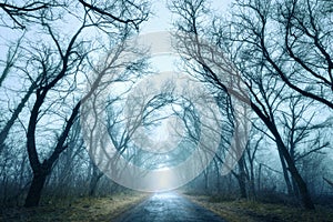 Mysterious dark autumn forest in green fog with road, trees.