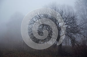 Mysterious dark autumn forest in green fog with road, trees and branches