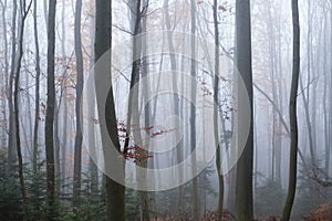 Mysterious dark beech forest in fog