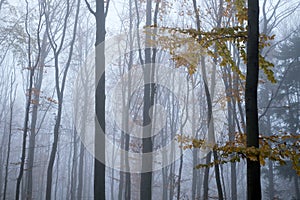 Mysterious dark beech forest in fog