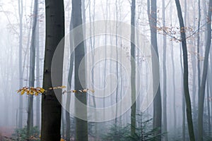 Mysterious dark beech forest in fog