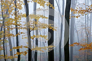 Mysterious dark beech forest in fog