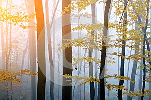 Mysterious dark beech forest in fog