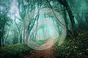 Mysterious dark forest in fog with flowers and road photo