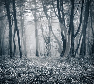 Mysterious dark forest in fog with leaves and flowers
