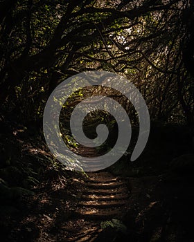 Mysterious and dark forest path with crooked branches in the shadows