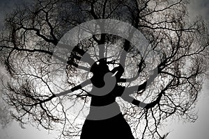 Mysterious dark ghost tree