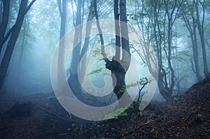 Mysterious dark old forest in fog. Autumn morning in Crimea