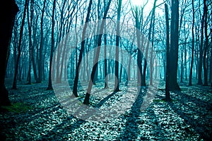 Mysterious dark old forest in fog, blue night