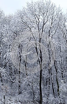 Mysterious deep forest with the first snow