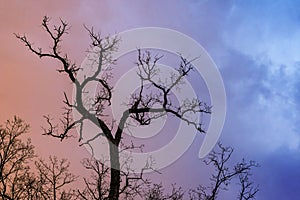 Mysterious dramatic landscape in cold tones - silhouettes of the bare tree branches against color toned cloudy sky