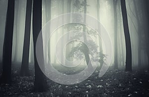 Mysterious enchanted dark forest with fog and tree