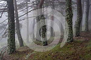 Mysterious enchanted forest landscape with moss covered trees and heavy fog. Morcuera Madrid photo