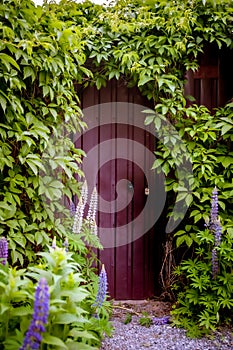 Mysterious entrance  in a brick wall covered with green vines,  New life or beginning