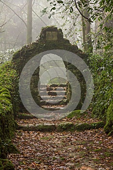 Mysterious entrance on foggy forest" border="0