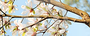 Mysterious fabulous spring floral wide panoramic banner with an incredible white magnolia flower in a summer garden on a blurry