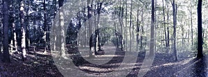 Mysterious fairy tale view into a magical dark blue forest with a soft bokeh and strong light beams