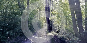 Mysterious fairy tale view into a magical dark blue forest with a soft bokeh and strong light beams