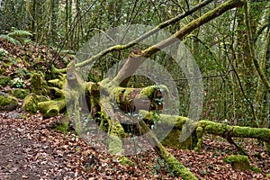 Mysterious fallen tree covered in vibrant green moss deep in an enchanted forest photo